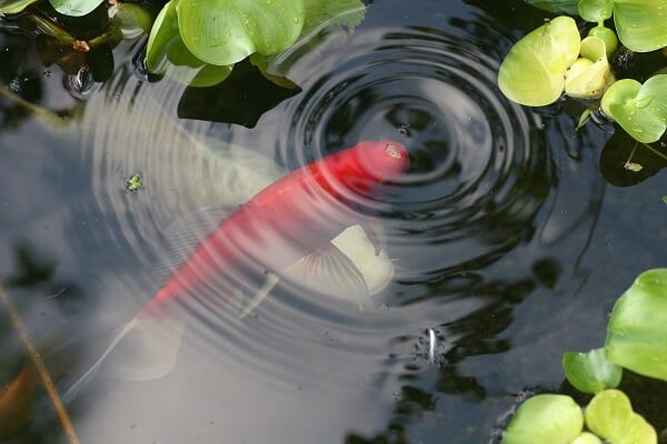 Teichpflege im Sommer Teich im Sommer mit Koi