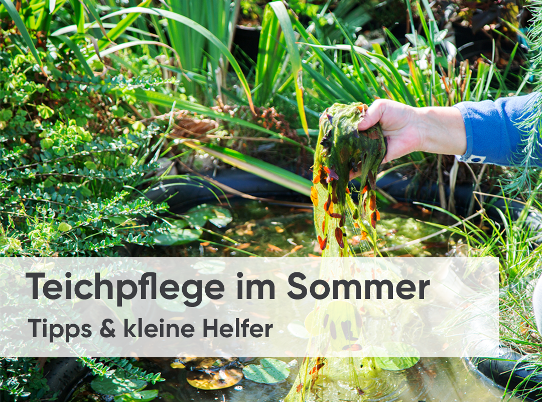 Teich_im_Sommer_NL